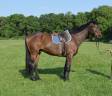 Caballo castrado Trotón Francés En venta 2013 Bayo