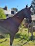 Caballo castrado Silla Francés En venta 2015 Bayo moreno