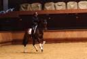 Yegua Hannoveriano En venta 2016 Bayo moreno por don juan de hus