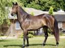 Yegua PFS Poni Françés de Silla En venta 2021 Bayo moreno