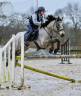 Caballo castrado Connemara En venta 2014 Isabelo