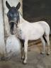 Poni welsh Appaloosa potro 18 meses 95cm 