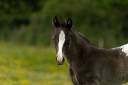 Potro Appaloosa En venta 2025 Negro por THE MIRACLE FINE