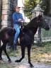 Caballo castrado Lusitano En venta 2007 Negro por VALSEUR RBO