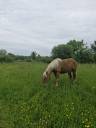 Caballo castrado Tiro Comtois En venta 2022 Alazán por HOLIWOD DU CHAUSSE