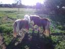 2 PONIS /HEMBRA/ EN VENTA