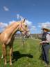 Caballo entero PRE Pura Raza Española En venta 2022 Palomino por SE TIZIANO