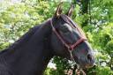 Caballo entero PRE Pura Raza Española En venta 2022 Negro por SENI URANIO