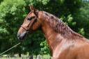 Caballo entero PRE Pura Raza Española En venta 2022 Alazán por CAPRICHOSO MANGO