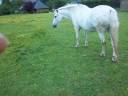 Caballo castrado Origen No Constatado En venta 2003 Blanco