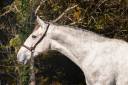 Caballo entero PRE Pura Raza Española En venta 2023 Tordo por FER BAGO