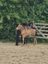Potro PFS Poni Françés de Silla En venta 2025 Isabelo por Ganay de choc