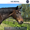 Caballo castrado AQPS En venta 2009 Bayo por MALINAS