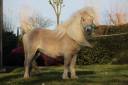 Semental Shetland En venta 2022 Otra capa por stjernens waston