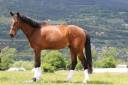 Caballo castrado Silla Francés En venta 2020 Bayo