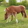 Caballo castrado Welsh Part Bred En venta 2025 Alazán por JANPETE TOUCH OF CLASS