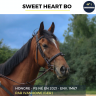 Caballo castrado Pura Sangre En venta 2021 Bayo por IVANHOWE (GER)