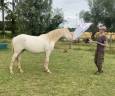 Caballo castrado Otra Raza de Poni En venta 2024 Perlino