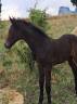Potro Cheval de Selle Italien En venta 2025 Bayo moreno por CASALITO