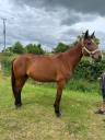 Yegua de ganadería Trotón Francés En venta 2014 Bayo por KESACO PHEDO