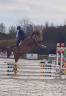 Caballo castrado Silla Francés En venta 2024 Bayo por Conte Bellini