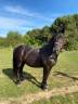 Caballo castrado Otra raza de Caballos En venta 2006 Negro