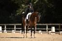 Caballo castrado Hannoveriano En venta 2015 Bayo moreno