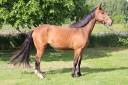 Caballo castrado Silla Francés En venta 2021 Bayo por AD Unaniem