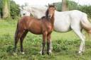 Caballo castrado PRE Pura Raza Española En venta 2023 Bayo