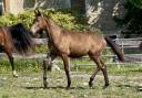 Potranca CDF - Caballo de doma francesa En venta 2024 Dun por idem du peyron