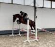 Caballo castrado KWPN Caballo de Deporte Neerlandés En venta 2021 Bayo