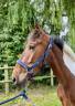 Caballo castrado sBs Caballo de Deporte Belga En venta 2021 Pío