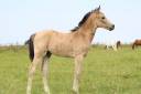Potro PFS Poni Françés de Silla En venta 2025 Isabelo por Usandro Tilia Derlenn