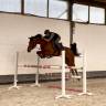 Caballo castrado Zangersheide En venta 2020 Bayo