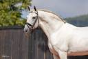 Semental PRE Noble para Ocio y Cria - Piro Free