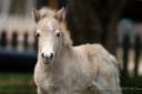 Potro Shetland En venta 2025 Palomino por KEL STAR DU CENTAURE