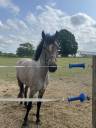 Caballo entero PFS Poni Françés de Silla En venta 2023 Tordo por DEXTER LEAM PONDY