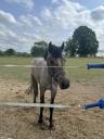 Caballo entero PFS Poni Françés de Silla En venta 2023 Tordo por DEXTER LEAM PONDY
