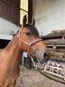 Caballo castrado Silla Francés En venta 2022 Bayo por quilvaro de lyr