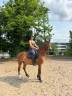 Caballo castrado Silla Francés En venta 2022 Bayo por quilvaro de lyr