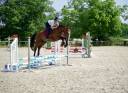 Caballo castrado Silla Francés En venta 2020 Bayo por ARMITAGE BOY