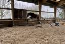 Yegua KWPN Caballo de Deporte Neerlandés En venta 2021 Bayo por MANDEN I SONDERBYGAARD