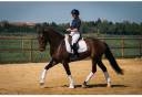 Yegua KWPN Caballo de Deporte Neerlandés En venta 2019 Bayo moreno