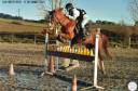 Yegua Otra Raza de Poni En venta 2010 Alazán