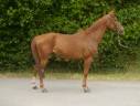 Caballo castrado Silla Francés En venta 2021 Alazán por EL BARONE 111