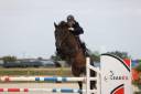 Caballo castrado Silla Francés En venta 2017 Bayo moreno por VLEUT