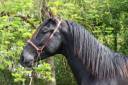 Caballo entero PRE Pura Raza Española En venta 2022 Negro por SENI URANIO