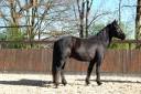 Caballo castrado Mérens En venta 2022 Negro por ORNOIR DU SOULEILLA