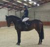 Yegua KWPN Caballo de Deporte Neerlandés En venta 2018 Bayo por Ibolensky/ cornet Obolensky