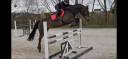 Yegua KWPN Caballo de Deporte Neerlandés En venta 2018 Bayo por Ibolensky/ cornet Obolensky